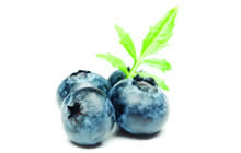 Blueberry Festival Logo