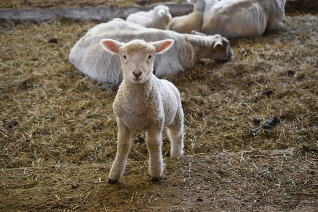 The cutest lamb of them all