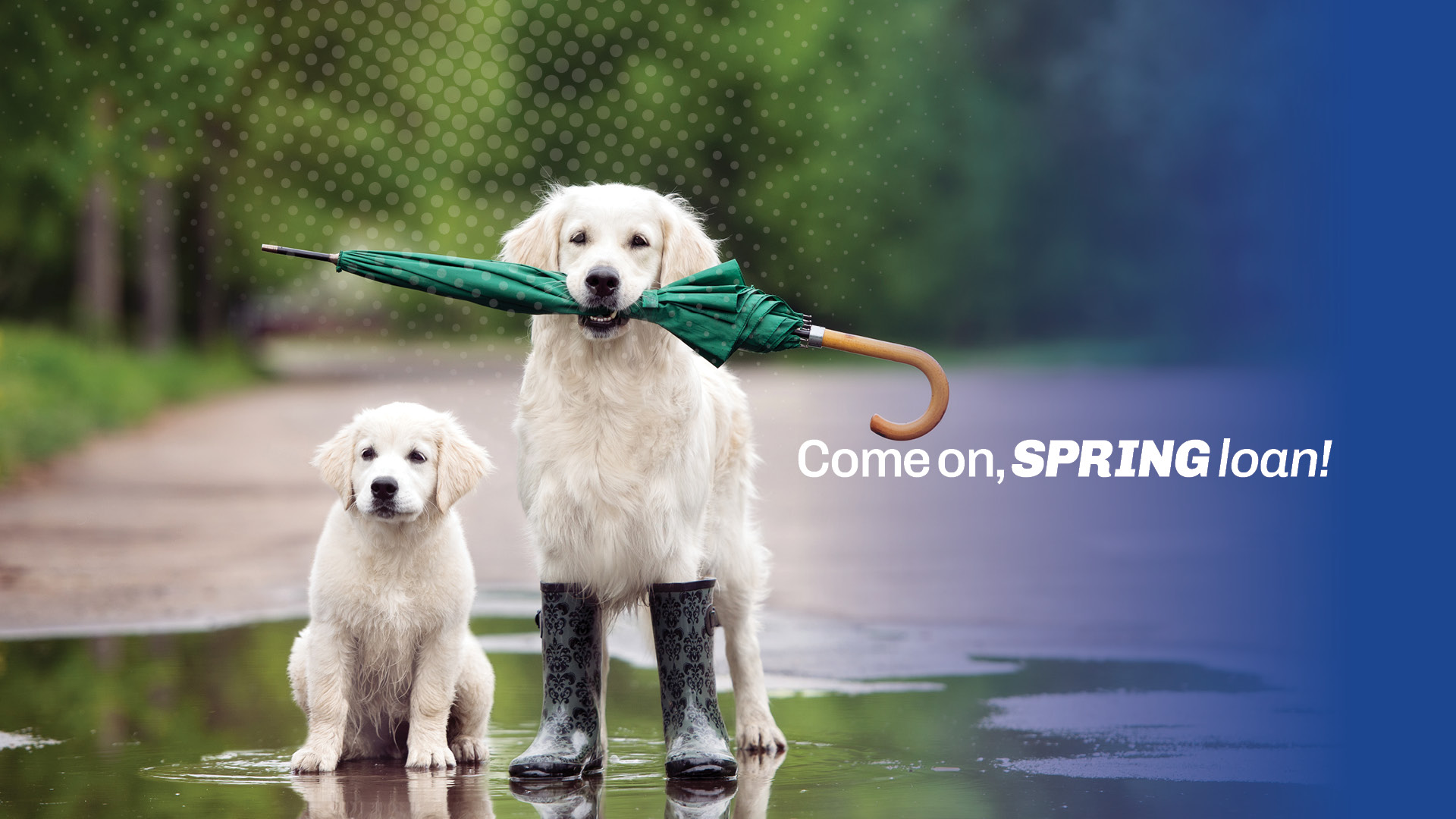 Dog holding umbrella in his mouth "Come On, Spring"