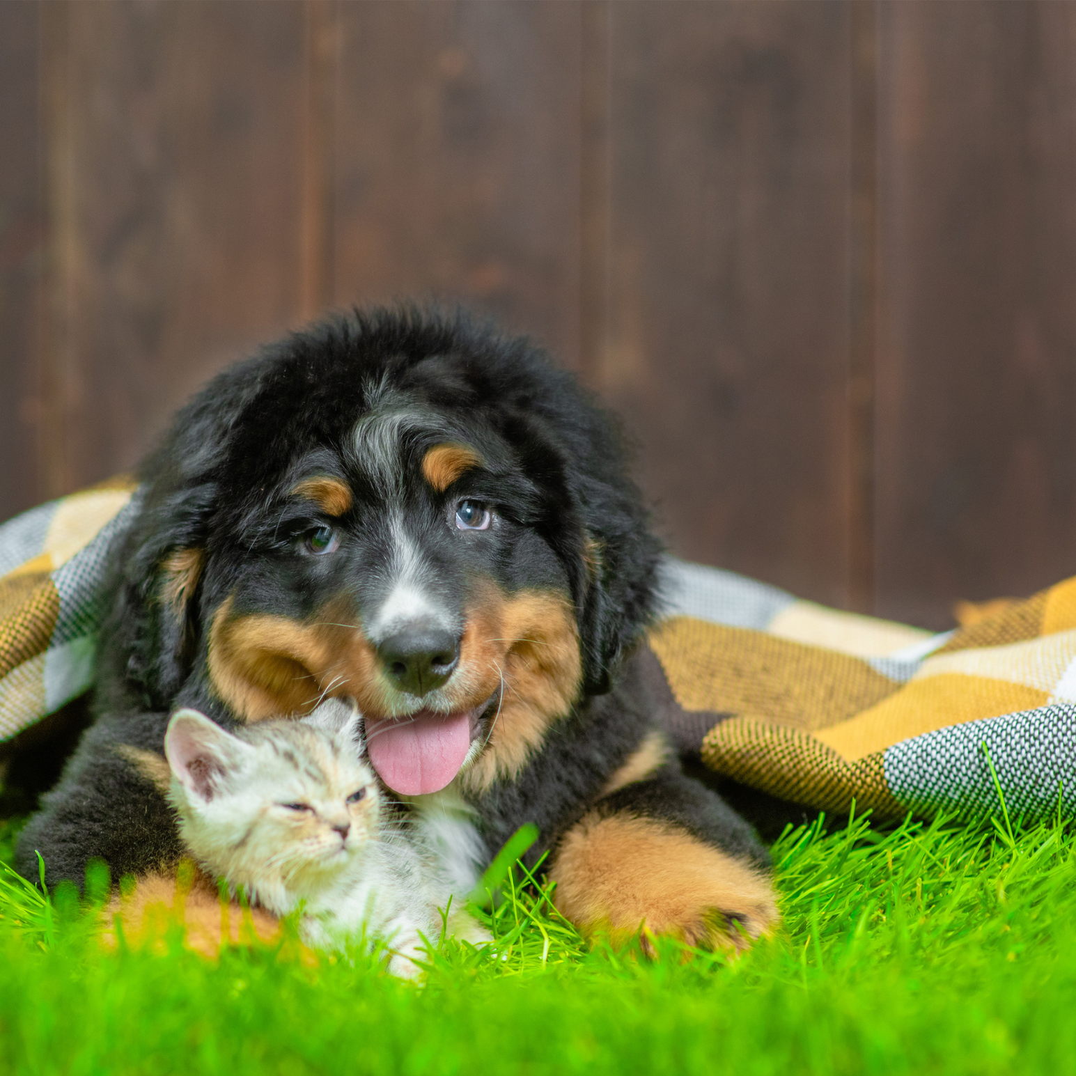 Dog and cat sharing cuddles.